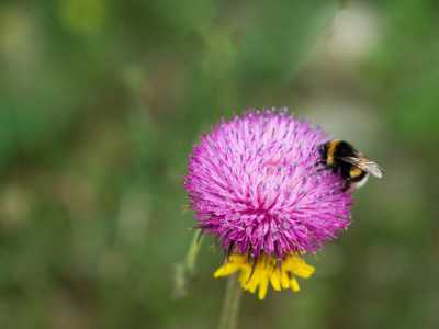 Un simpatico bombo peloso che impollina su un cardo viola � il protagonista di uno degli scatti di Maria Teresa Matarrese, 68enne di Bari appassionata di macrofotografia